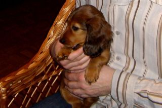 Jamnik d�ugow�osy NAILA